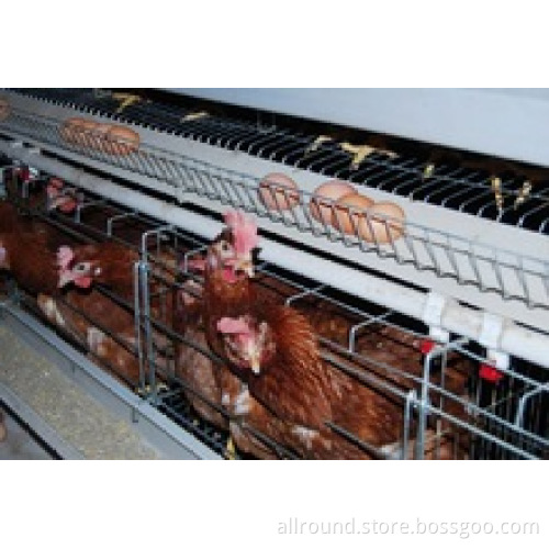 Hot Sale Used Poultry Cage For Frm